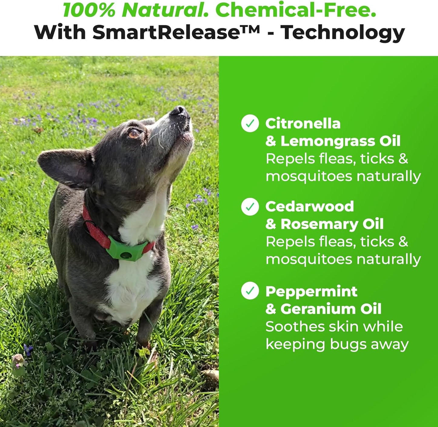 FurLife™ - 12 Months Flea and Tick Tags for Dogs