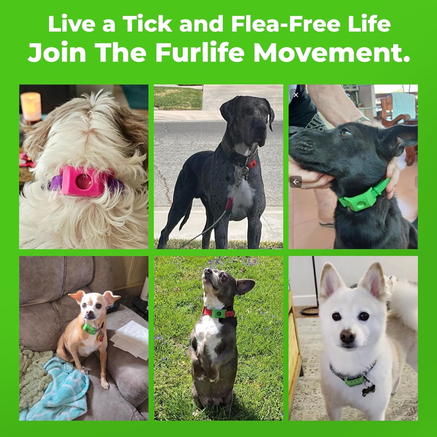 FurLife™ - 12 Months Flea and Tick Tags for Dogs